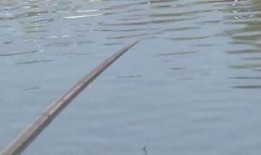 新瓜最新爆料钓鱼视频大全,钓鱼视频大全深度解析